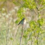 Whinchat, Papercourt Water Meadows (E Sames).