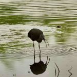 Glossy Ibis, Beddington Farmlands (Z Pannifer).