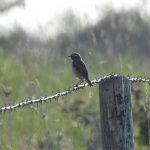 Whinchat, Pewley Down (M Kettell).