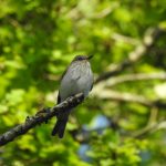 Spotted Flycatcher, Merrow Downs (M Kettell).