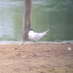 Sandwich Tern, Tice's Meadow (K Duncan).