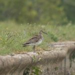 Whimbrel, Island Barn Reservoir (D Harris).