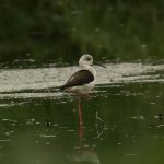 Black-winged Stilt, Beddington Farmlands (A Ramesh).