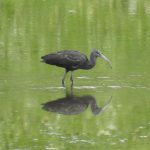 Glossy Ibis, London Wetland Centre (J Snell).