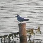 Black Tern, Tice's Meadow (K Duncan).