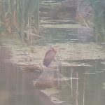 Purple Heron, Beddington Farmlands (Z Pannifer).