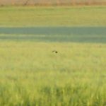 Quail, Burgh Heath (S Ferguson).