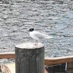 Mediterranean Gull, Kingston upon Thames (S Ferguson).