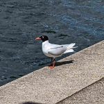 Mediterranean Gull, Kingston upon Thames (G Barter).