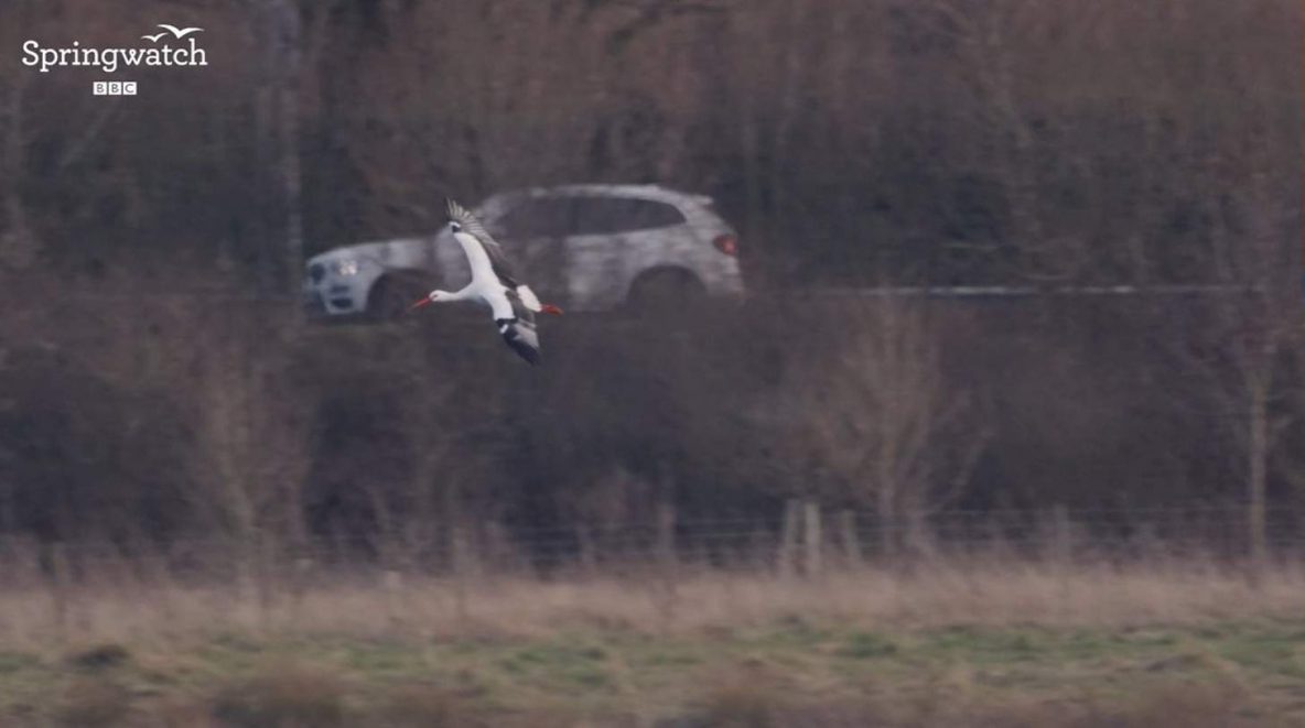 Tices Meadow on BBC Springwatch (Photo BBC screengrab)