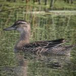 Garganey, London Wetland Centre (A Salmon).