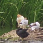 Cattle Egret, London Wetland Centre (D Williams).