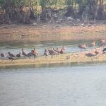 Black-tailed Godwit, Tice's Meadow (K Duncan).