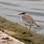 Little Ringed Plover, Island Barn Reservoir (C Turner).
