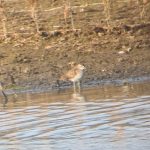 Wood Sandpiper, Tice's Meadow (K Duncan).