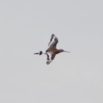 Black-tailed Godwit, Beddington Farmlands (Z Pannifer).