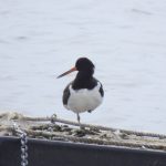 Oystercatcher, Island Barn Reservoir (J Snell).