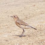 Wheatear, Chobham Common (E Sames).