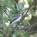 Pied Flycatcher, Devil's Punch Bowl (E Stubbs).