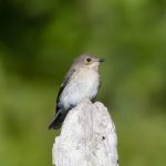 Pied Flycatcher, Hydon's Ball (E Stubbs).