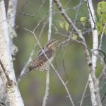 Wryneck, Thursley Common (E Stubbs).