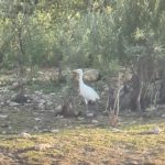 Cattle Egret, Tice's Meadow (K Duncan).
