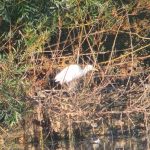 Cattle Egret, Tice's Meadow (K Duncan).