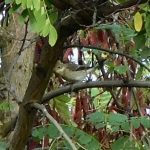 Pied Flycatcher, Wandsworth Common (N Rutter).