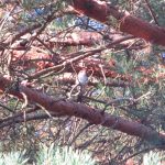 Spotted Flycatcher, Blackheath (K Britten).