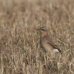 Wheatear, Holmethorpe SP (M Jones).