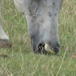 Yellow Wagtail, Clandon Park (S Chastell).