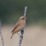 Whinchat, Chobham Common (E Sames).