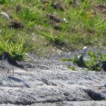 Common Sandpipers, Island Barn Reservoir (J Snell).