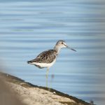 Greenshank, Island Barn Reservoir (D Harris).
