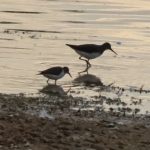 Common and Green Sandpipers, Holmethorpe SP (G Hay).