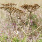 Whinchat, Nutfield (G Hay).