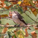 Pied Flyctcher, Puttenham Common (J Hurrell).