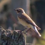 Wheatear, Newchapel (K Noble).