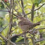 Grasshopper Warbler, Dunsfold (E Stubbs).