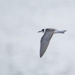 Black Tern, Frensham Great Pond (E Stubbs).