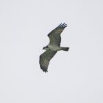 Osprey, Eashing (E Stubbs).