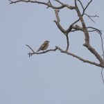 Pied Flycatcher, Whitmoor Common (M Fincham).