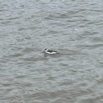 Guillemot, Bankside (G Robin).