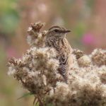 Whinchat, Park Downs (I Ward).