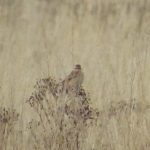 Whinchat, Shalford Water Meadows (K Britten).