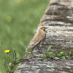 Wheatear, Island Barn Reservoir (S Musievski).