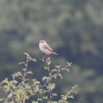 Whinchat, Pewley Down (M Kettell).