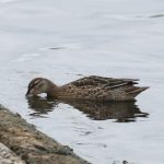 Garganey, Island Barn Reservoir (D Harris).