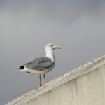 Yellow-legged Gull, Walton-on-Thames (D Harris).