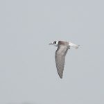 Black Tern, Island Barn Reservoir (D Harris).